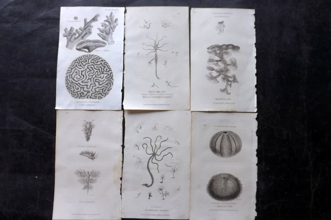 Shaw, George 1809 Lot of 6 Sea Life Prints: Copper Plate Published 1809 by G.Kearsley, London for "Zoological Lectures..." by George Shaw. Paper Size: 8.5 x 5.5 inch (22 x 14cm) Minor toning in parts, otherwise Good Condition