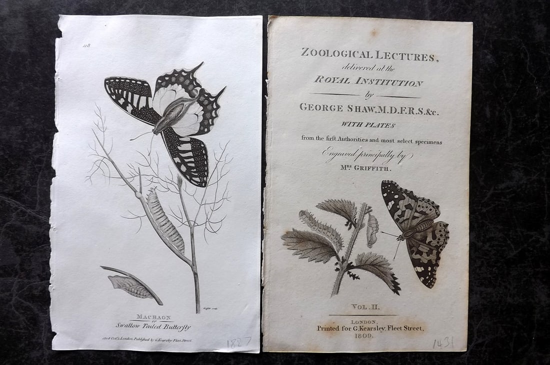 Shaw, George 1809 Pair of Prints. Butterflies: One is the Illus. Title Page. Copper Plate Published 1809 by G.Kearsley, London for "Zoological Lectures..." by George Shaw. Paper Size: 8.5 x 5.5 inch (22 x 14cm) Minor toning in parts, otherwise Goo
