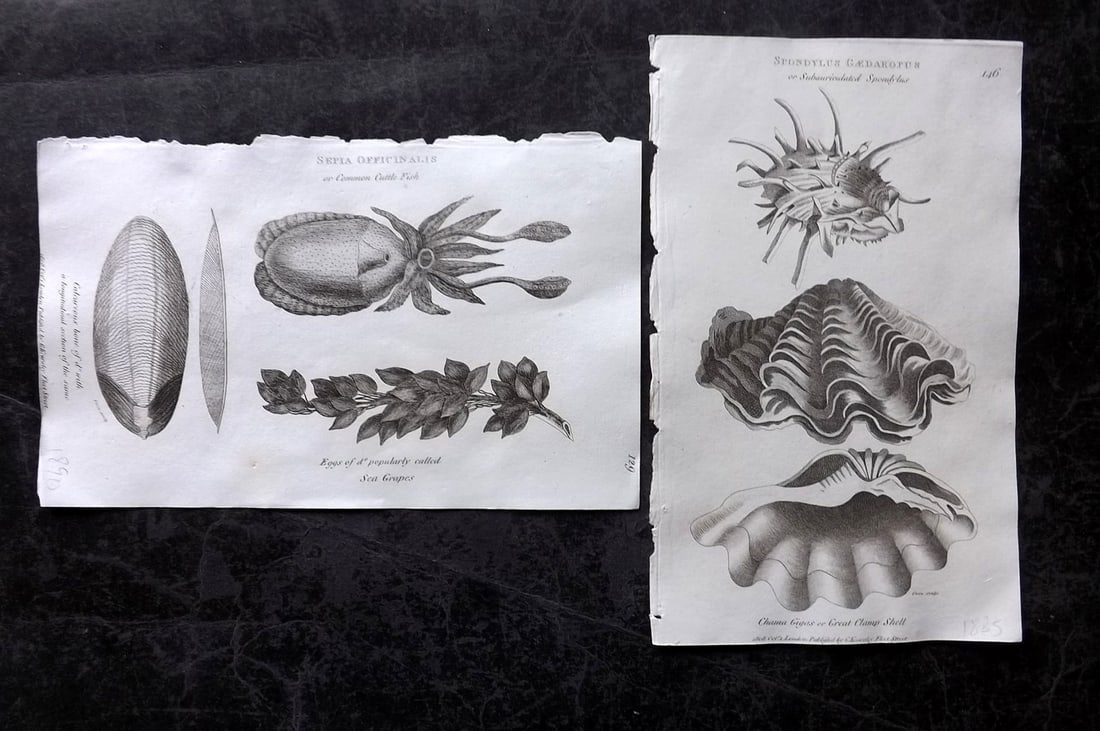 Shaw, George 1809 Pair of Prints. Shells & Cuttle Fish: Copper Plate Published 1809 by G.Kearsley, London for "Zoological Lectures..." by George Shaw. Paper Size: 8.5 x 5.5 inch (22 x 14cm) Minor toning in parts, otherwise Good Condition