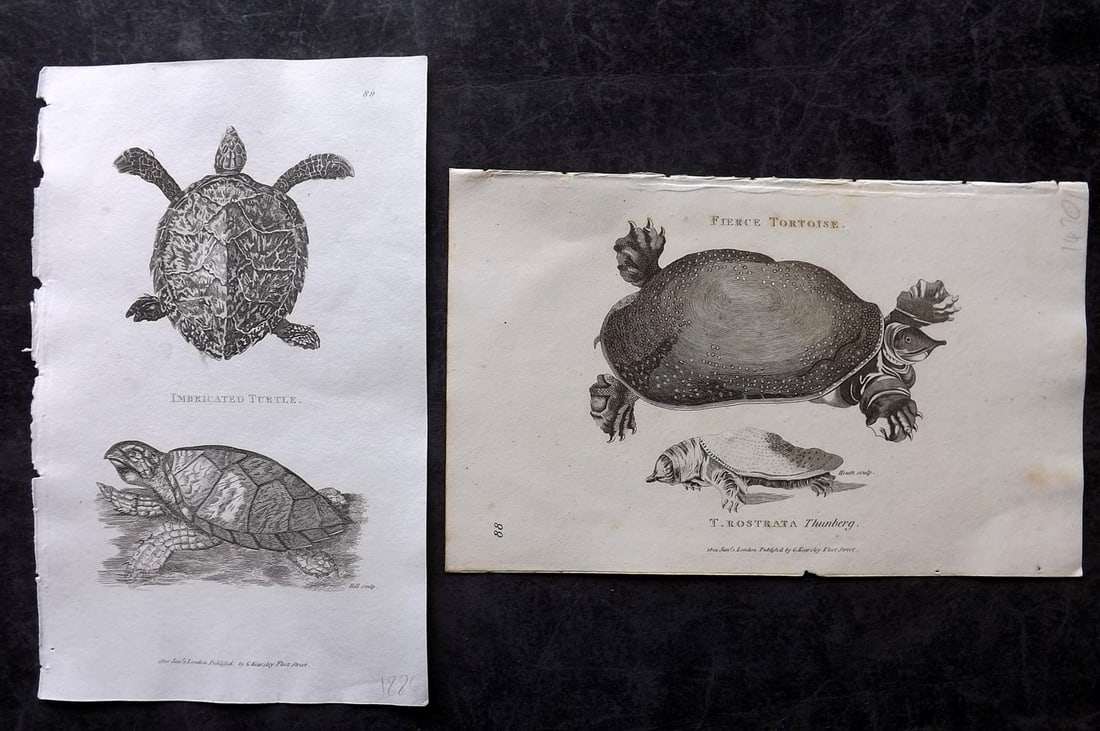 Shaw, George 1809 Pair of Prints. Turtle & Tortoise: Copper Plate Published 1809 by G.Kearsley, London for "Zoological Lectures..." by George Shaw. Paper Size: 8.5 x 5.5 inch (22 x 14cm) Good Condition