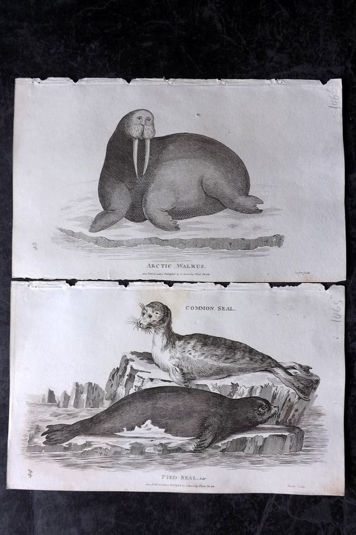 Shaw, George 1809 Pair of Prints. Walrus & Seal: Copper Plate Published 1809 by G.Kearsley, London for "Zoological Lectures..." by George Shaw. Paper Size: 8.5 x 5.5 inch (22 x 14cm) Minor toning in parts, otherwise Good Condition