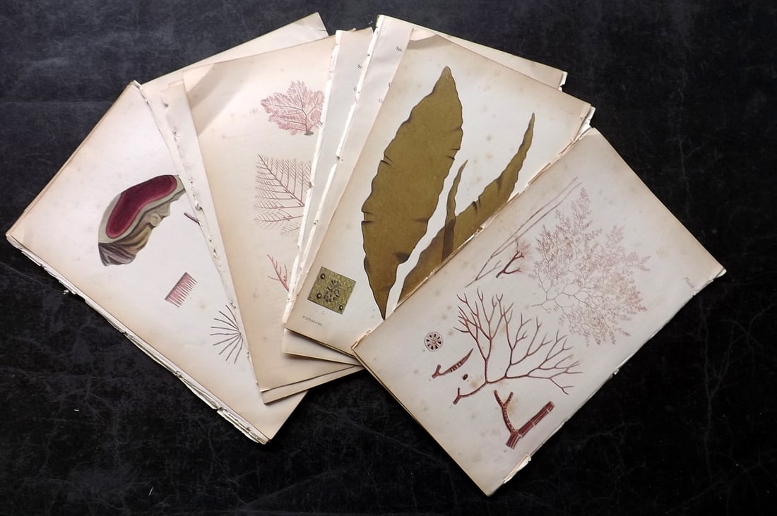 Harvey, William 1846 Lot of 12 Hand Col Seaweed Prints: Hand Colored Lithograph Published 1846-51, London for "Phycologia Britannica: or a History of British Sea-Weeds" First Edition by William Henry Harvey. With accompanying desriptive text. Rare. Paper S