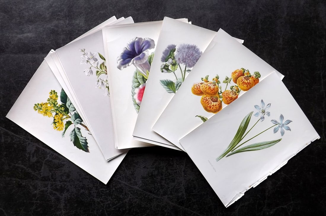 Hulme, Edward C1880 Lot of 18 Botanical Prints. 1st Ed. Garden Flowers (1 of 4)