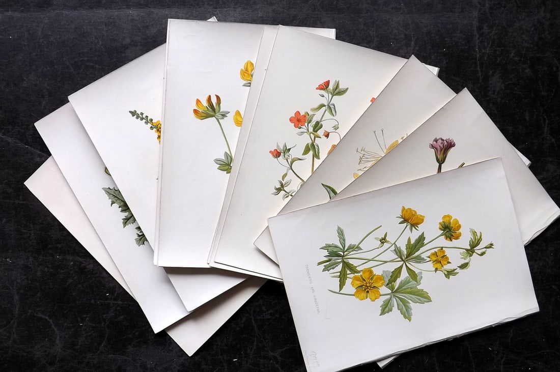 Hulme, Edward 1878 Lot of 18 Botanical Prints. 1st Ed. Wild Flowers: Chromolithographs Published 1878-84, London for "Familiar Wild Flowers" First Edition by F. Edward Hulme & Shirley Hibberd. Paper Size: 7.5 x 5 inch (19 x 13cm) Good Condition