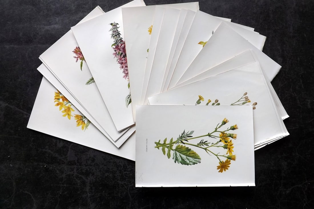 Hulme, Edward 1878 Lot of 24 Botanical Prints. 1st Ed. Wild Flowers: Chromolithographs Published 1878-84, London for "Familiar Wild Flowers" First Edition by F. Edward Hulme & Shirley Hibberd. Paper Size: 7.5 x 5 inch (19 x 13cm) Good Condition