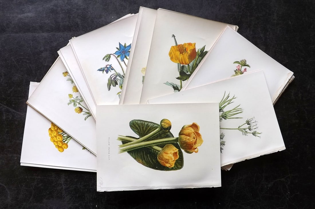 Hulme, Edward 1878 Lot of 46 Botanical Prints. 1st Ed. Wild Flowers (1 of 7)