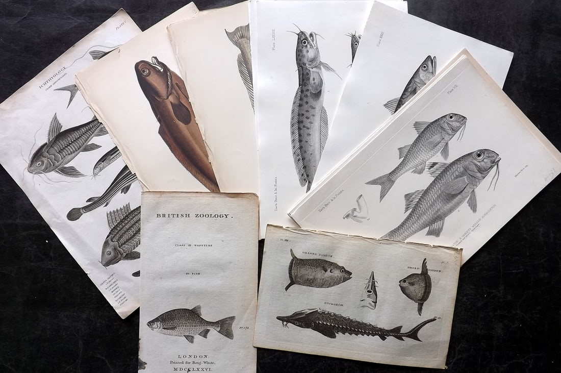 Fish 1786-1884 Lot of 19 Antique Prints: Engravings, Colour Printed Woodblocks and Lithos. Examples by Couch, Pennant, Rees and Francis Day. Paper Size: Up to 10 x 8 inch (26 x 21cm) Good Condition