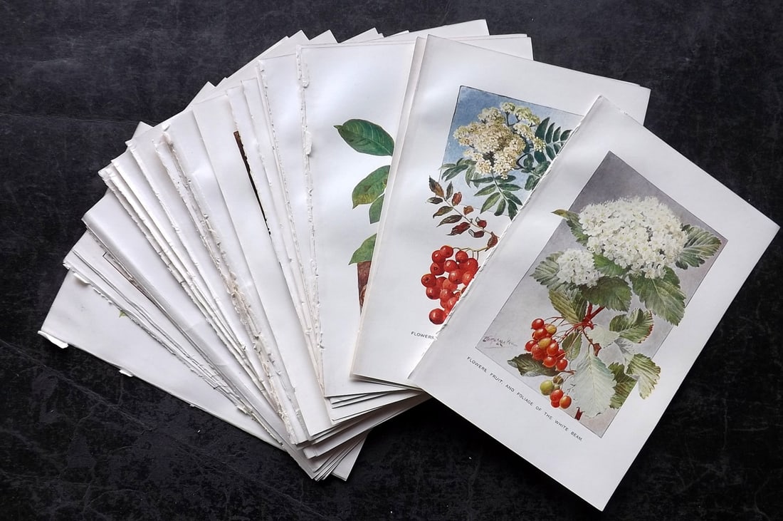 Boulger, George 1907 Lot of 32 Botanical & Fruit Prints (1 of 5)