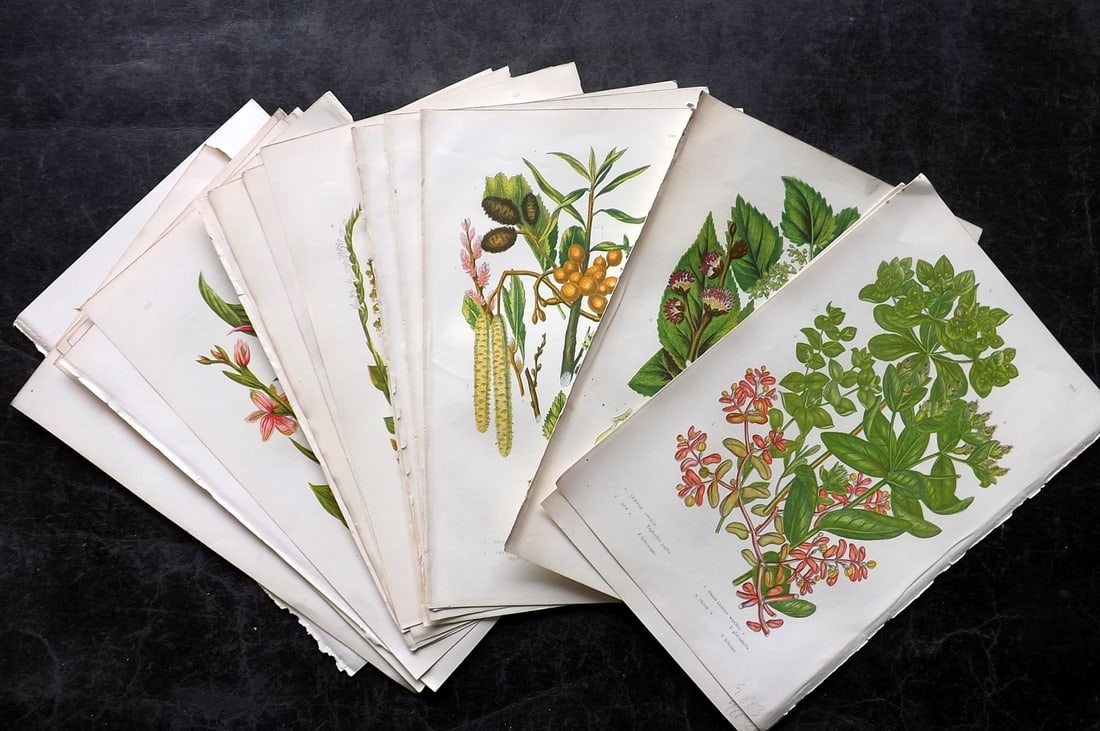 Pratt, Anne 1889 Lot of 20 Antique Botanical Prints: Chromolithographs Published 1889, London for "The Flowering Plants and Ferns of Great Britain" by Anne Pratt. Paper Size: 9.5 x 6 inch (24 x 16cm) Good Condition