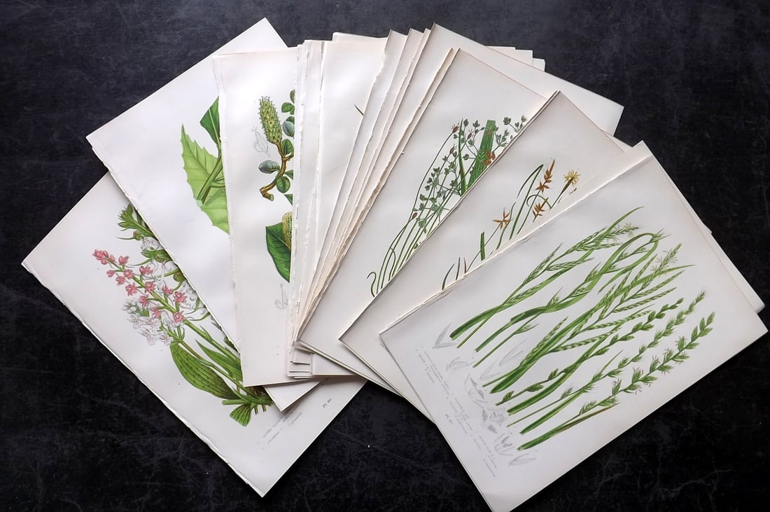 Pratt, Anne 1899 Lot of 24 Antique Botanical Prints: Chromolithographs Published 1899, London for "The Flowering Plants and Ferns of Great Britain" by Anne Pratt. Paper Size: 9.5 x 6 inch (24 x 16cm) Good Condition