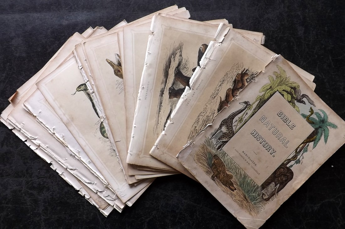 Morris, Francis 1856 Lot of 40 Natural History Prints (1 of 6)