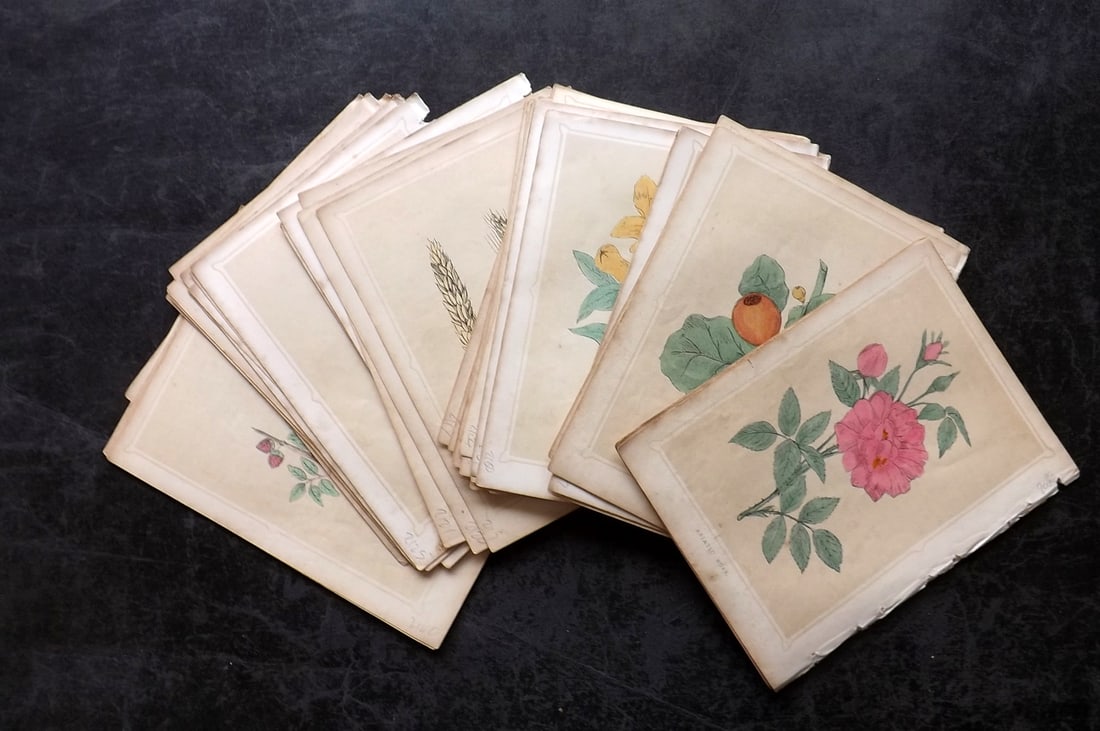 Morris, Francis 1856 Lot of 50 Botanical Prints (1 of 7)