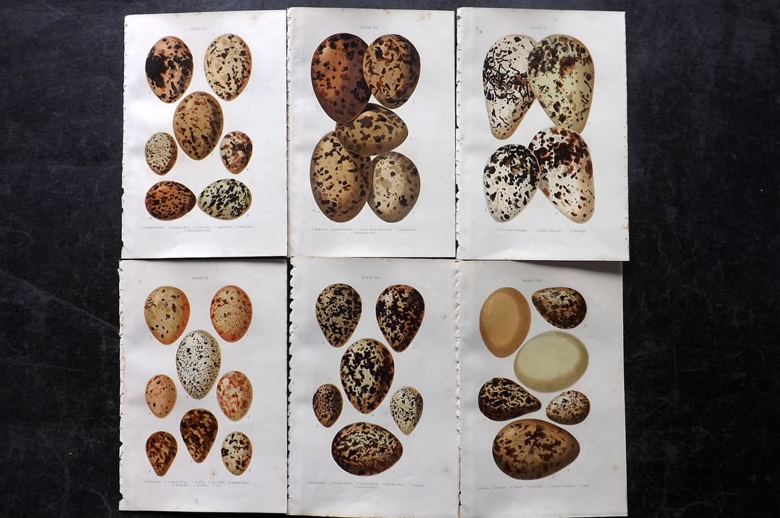 Atkinson, Canon C1895 Lot of 6 Antique Bird Egg Prints: Colour Printed Woodblock Published C1895, London for "British Birds' Eggs and Nests Popularly Described" by The Rev. Canon Atkinson. Paper Size: 7 x 5 inch (18 x 12cm) Minor margin toning in parts. Go