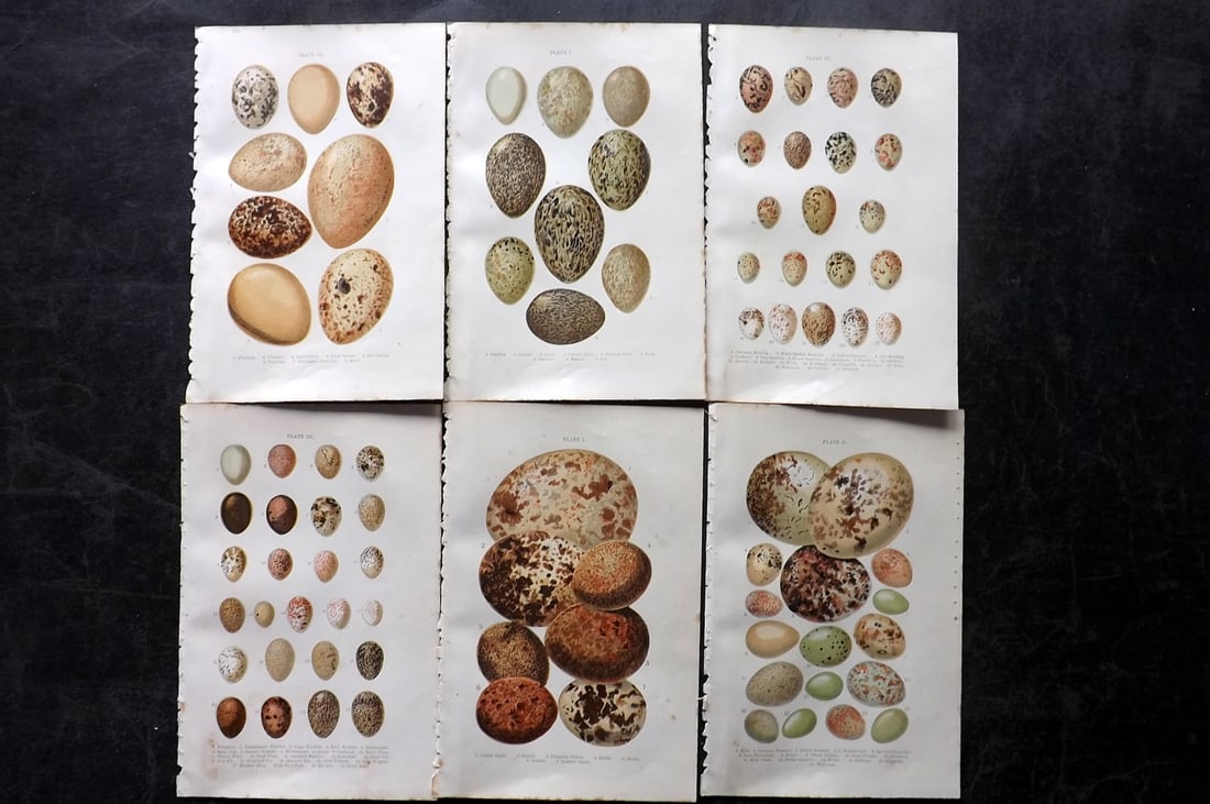 Atkinson, Canon C1895 Lot of 6 Antique Bird Egg Prints: Colour Printed Woodblock Published C1895, London for "British Birds' Eggs and Nests Popularly Described" by The Rev. Canon Atkinson. Paper Size: 7 x 5 inch (18 x 12cm) Minor margin toning in parts. Go