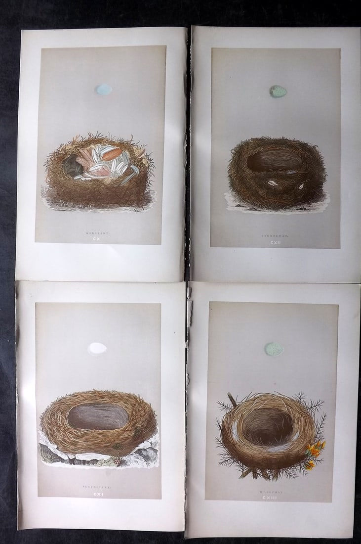 Morris, Francis 1892 Lot of 4 Antique Bird Nest Prints: Woodblocks Published 1892, London for "A Natural History of the Nests and Eggs of British Birds" By the Rev. Francis Orpen Morris, printed Benjamin Fawcett. Paper Size: 10 x 6.5 inch (25 x 17cm) Good 