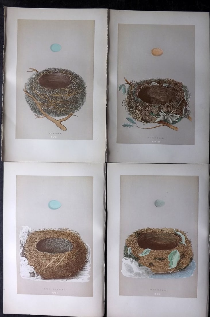 Morris, Francis 1892 Lot of 4 Antique Bird Nest Prints: Woodblocks Published 1892, London for "A Natural History of the Nests and Eggs of British Birds" By the Rev. Francis Orpen Morris, printed Benjamin Fawcett. Paper Size: 10 x 6.5 inch (25 x 17cm) Good 