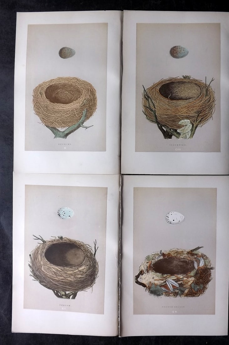 Morris, Francis 1892 Lot of 4 Antique Bird Nest Prints: Woodblocks Published 1892, London for "A Natural History of the Nests and Eggs of British Birds" By the Rev. Francis Orpen Morris, printed Benjamin Fawcett. Paper Size: 10 x 6.5 inch (25 x 17cm) Good 