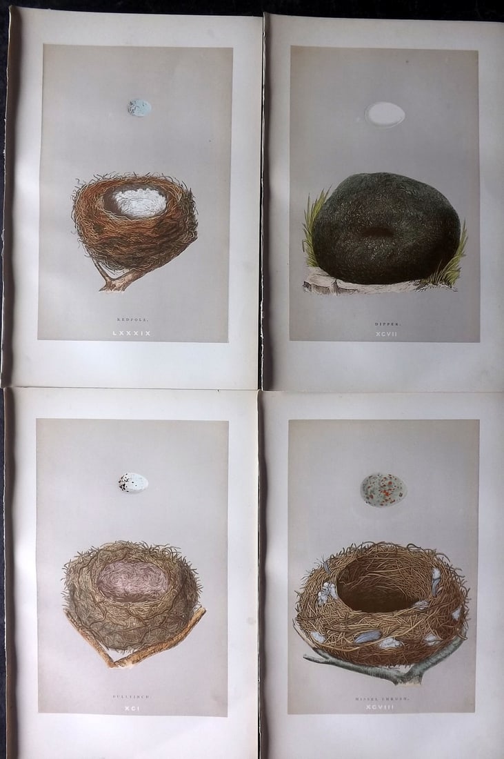 Morris, Francis 1892 Lot of 4 Antique Bird Nest Prints: Woodblocks Published 1892, London for "A Natural History of the Nests and Eggs of British Birds" By the Rev. Francis Orpen Morris, printed Benjamin Fawcett. Paper Size: 10 x 6.5 inch (25 x 17cm) Good 