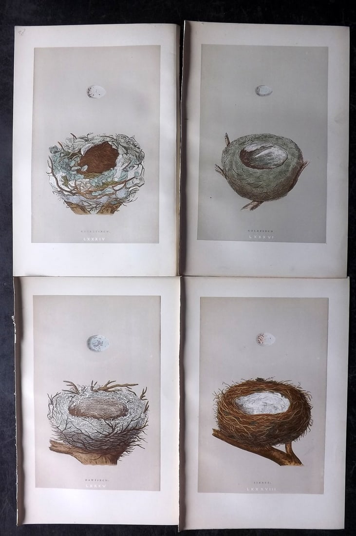 Morris, Francis 1892 Lot of 4 Antique Bird Nest Prints: Woodblocks Published 1892, London for "A Natural History of the Nests and Eggs of British Birds" By the Rev. Francis Orpen Morris, printed Benjamin Fawcett. Paper Size: 10 x 6.5 inch (25 x 17cm) Good 