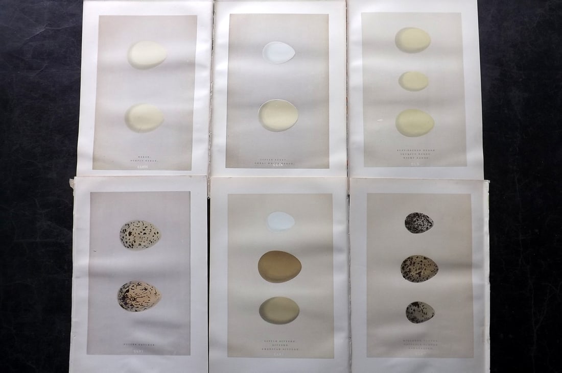 Morris, Francis 1892 Lot of 6 Antique Bird Egg Prints: Woodblocks Published 1892, London for "A Natural History of the Nests and Eggs of British Birds" By the Rev. Francis Orpen Morris, printed Benjamin Fawcett. Paper Size: 10 x 6.5 inch (25 x 17cm) Good 