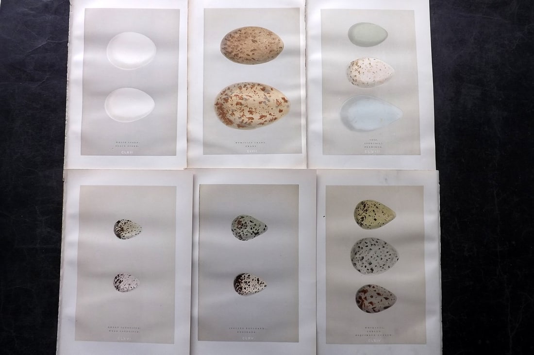 Morris, Francis 1892 Lot of 6 Antique Bird Egg Prints: Woodblocks Published 1892, London for "A Natural History of the Nests and Eggs of British Birds" By the Rev. Francis Orpen Morris, printed Benjamin Fawcett. Paper Size: 10 x 6.5 inch (25 x 17cm) Good 