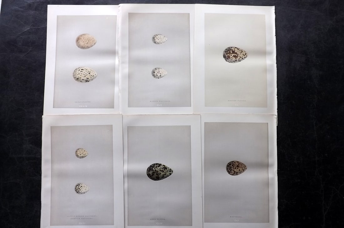 Morris, Francis 1892 Lot of 6 Antique Bird Egg Prints: Woodblocks Published 1892, London for "A Natural History of the Nests and Eggs of British Birds" By the Rev. Francis Orpen Morris, printed Benjamin Fawcett. Paper Size: 10 x 6.5 inch (25 x 17cm) Good 