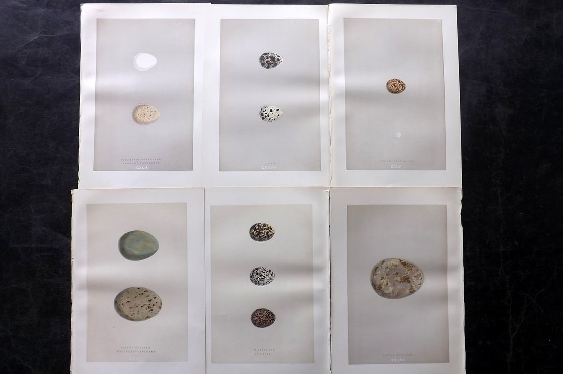 Morris, Francis 1892 Lot of 6 Antique Bird Egg Prints: Woodblocks Published 1892, London for "A Natural History of the Nests and Eggs of British Birds" By the Rev. Francis Orpen Morris, printed Benjamin Fawcett. Paper Size: 10 x 6.5 inch (25 x 17cm) Good 