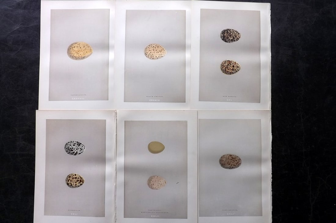 Morris, Francis 1892 Lot of 6 Antique Bird Egg Prints: Woodblocks Published 1892, London for "A Natural History of the Nests and Eggs of British Birds" By the Rev. Francis Orpen Morris, printed Benjamin Fawcett. Paper Size: 10 x 6.5 inch (25 x 17cm) Good 