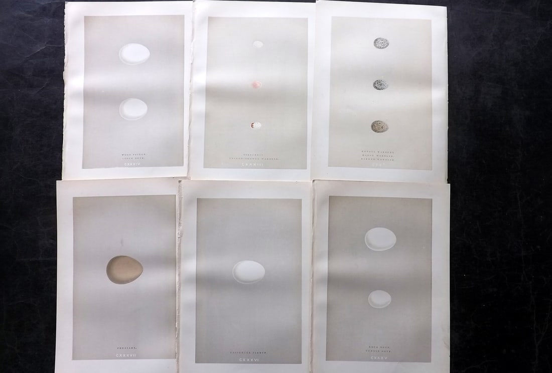 Morris, Francis 1892 Lot of 6 Antique Bird Egg Prints: Woodblocks Published 1892, London for "A Natural History of the Nests and Eggs of British Birds" By the Rev. Francis Orpen Morris, printed Benjamin Fawcett. Paper Size: 10 x 6.5 inch (25 x 17cm) Good 