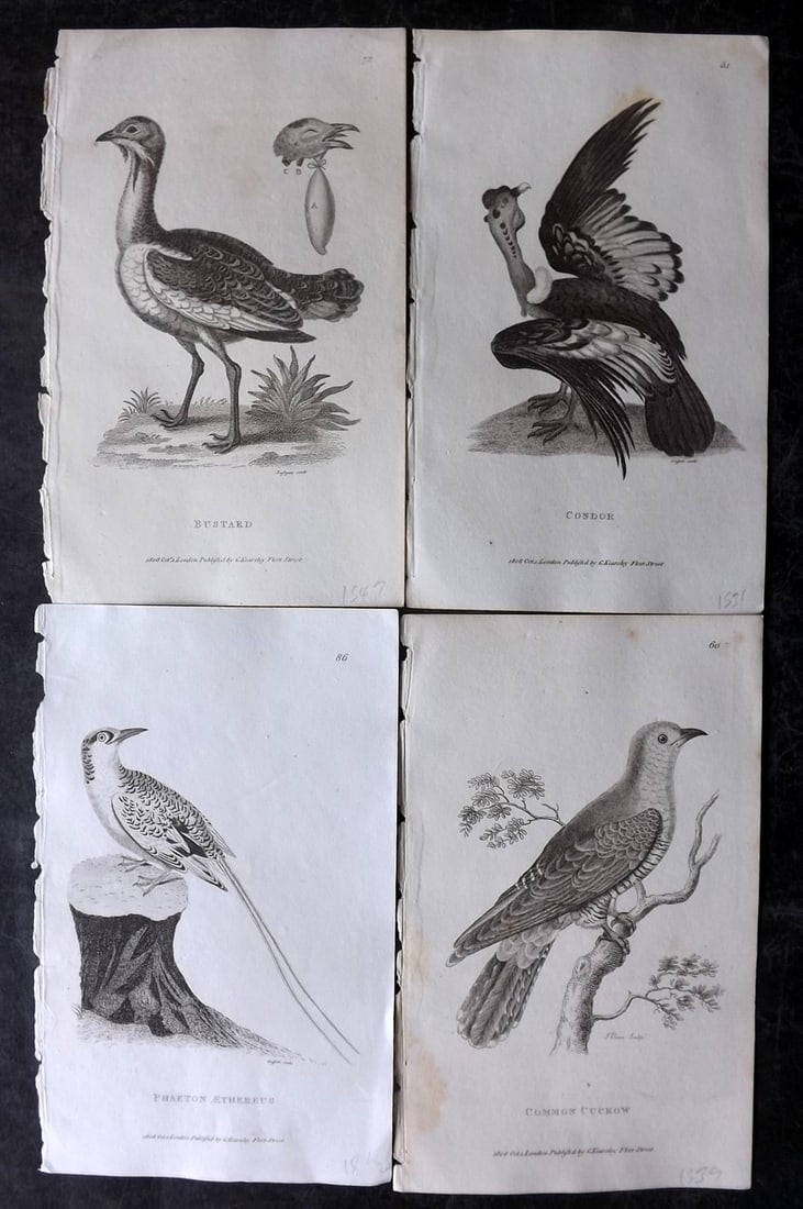 Shaw, George 1809 Lot of 4 Antique Bird Prints: Copper Plate Published 1809 by G.Kearsley, London for "Zoological Lectures..." by George Shaw. Paper Size: 8.5 x 5.5 inch (22 x 14cm) Good Condition