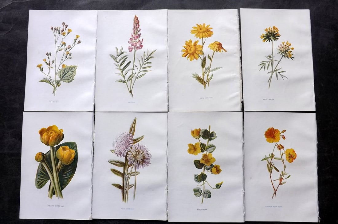 Hulme, Edward C1900 Lot of 8 Botanical Prints. Wild Flowers: Offset Lithographs Published C1900, London for "Familiar Wild Flowers" by F. Edward Hulme & Shirley Hibberd. Paper Size: 7.5 x 5 inch (19 x 13cm) Good Condition