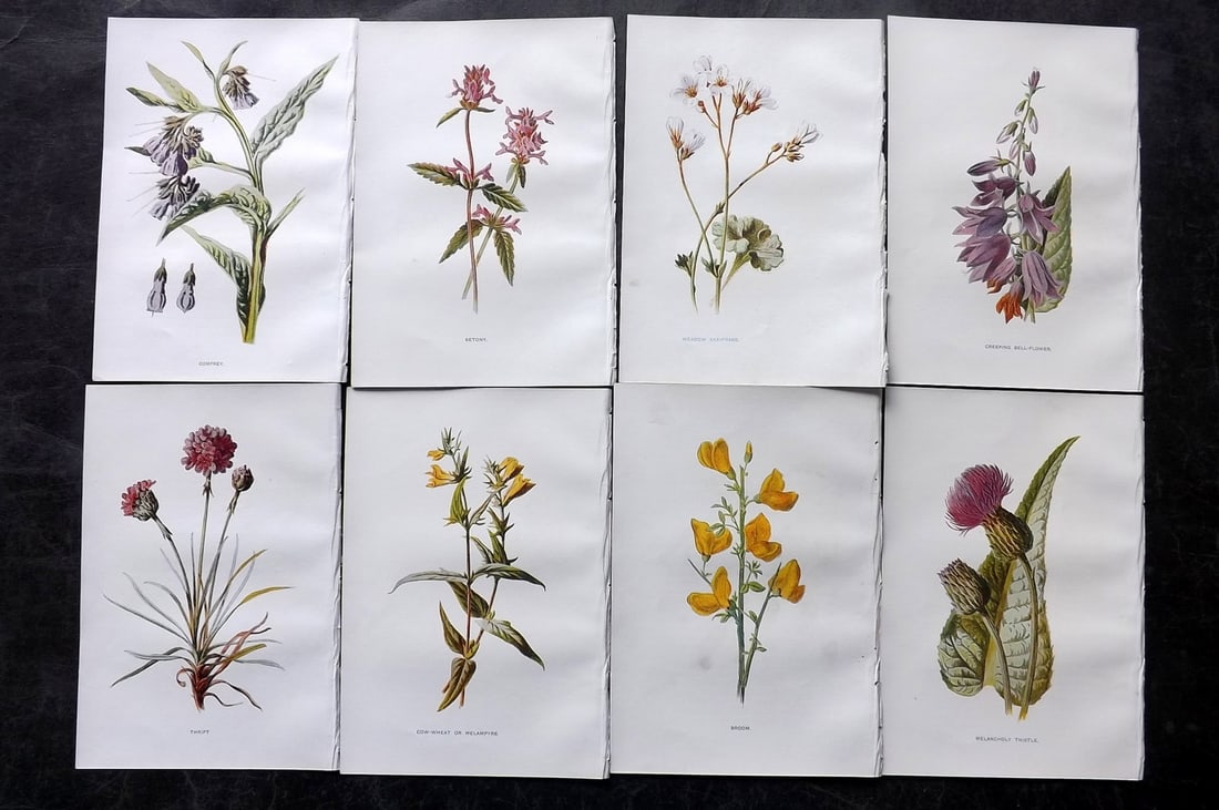 Hulme, Edward C1900 Lot of 8 Botanical Prints. Wild Flowers: Offset Lithographs Published C1900, London for "Familiar Wild Flowers" by F. Edward Hulme & Shirley Hibberd. Paper Size: 7.5 x 5 inch (19 x 13cm) Good Condition
