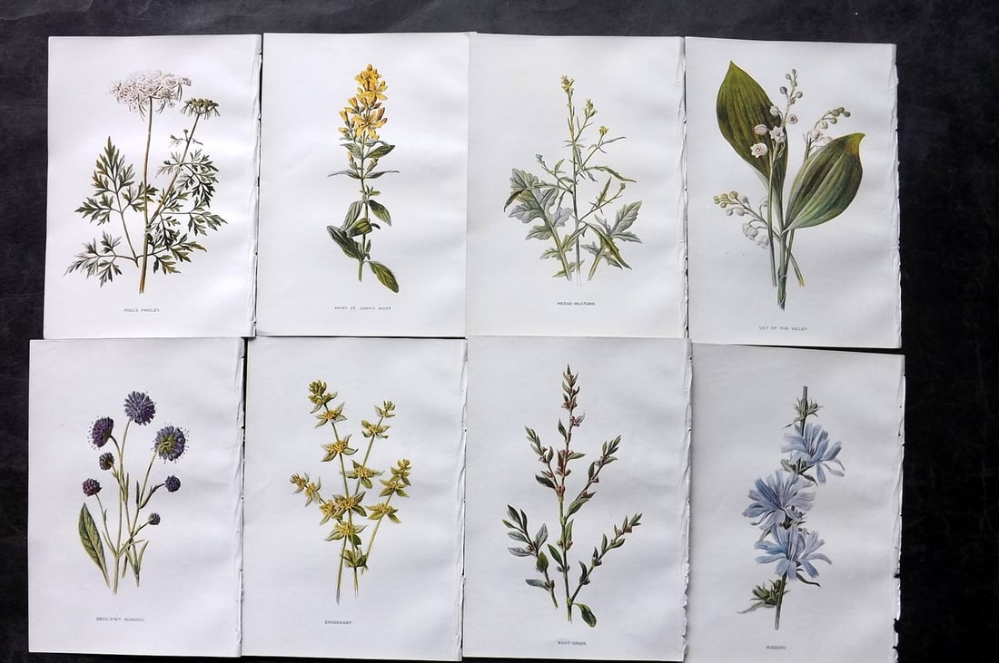 Hulme, Edward C1900 Lot of 8 Botanical Prints. Wild Flowers: Offset Lithographs Published C1900, London for "Familiar Wild Flowers" by F. Edward Hulme & Shirley Hibberd. Paper Size: 7.5 x 5 inch (19 x 13cm) Good Condition