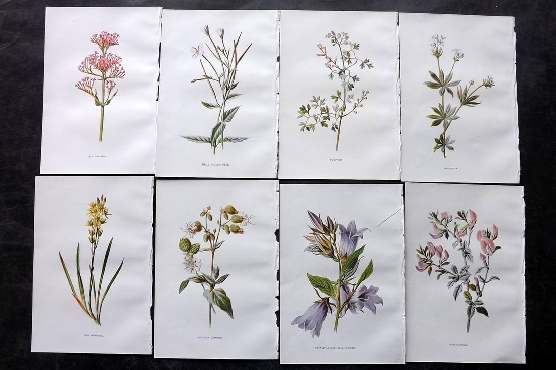 Hulme, Edward C1900 Lot of 8 Botanical Prints. Wild Flowers: Offset Lithographs Published C1900, London for "Familiar Wild Flowers" by F. Edward Hulme & Shirley Hibberd. Paper Size: 7.5 x 5 inch (19 x 13cm) Good Condition