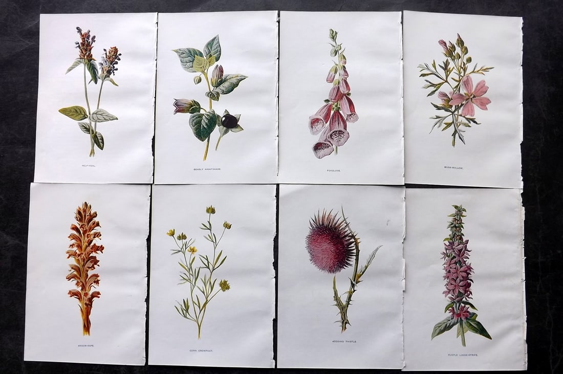 Hulme, Edward C1900 Lot of 8 Botanical Prints. Wild Flowers: Offset Lithographs Published C1900, London for "Familiar Wild Flowers" by F. Edward Hulme & Shirley Hibberd. Paper Size: 7.5 x 5 inch (19 x 13cm) Good Condition