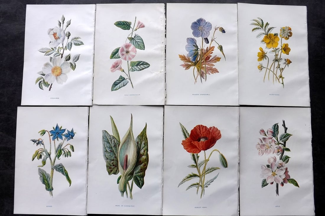 Hulme, Edward C1900 Lot of 8 Botanical Prints. Wild Flowers: Offset Lithographs Published C1900, London for "Familiar Wild Flowers" by F. Edward Hulme & Shirley Hibberd. Paper Size: 7.5 x 5 inch (19 x 13cm) Good Condition