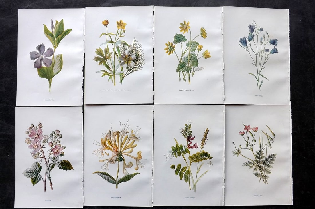 Hulme, Edward C1900 Lot of 8 Botanical Prints. Wild Flowers: Offset Lithographs Published C1900, London for "Familiar Wild Flowers" by F. Edward Hulme & Shirley Hibberd. Paper Size: 7.5 x 5 inch (19 x 13cm) Good Condition