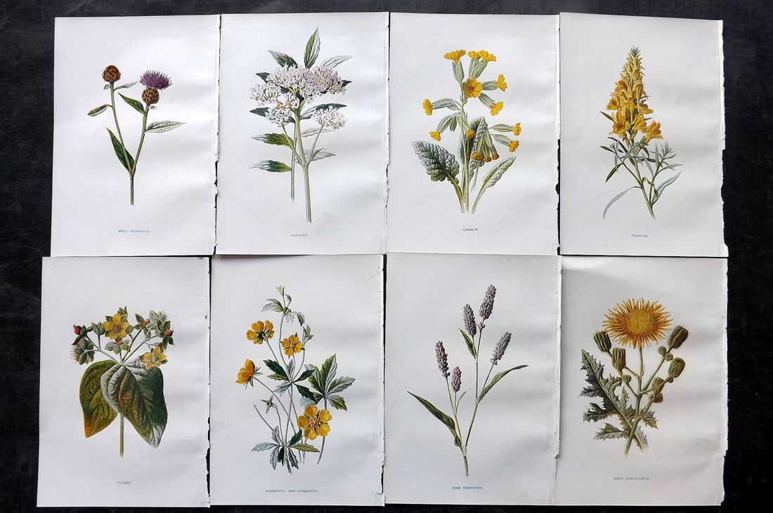 Hulme, Edward C1900 Lot of 8 Botanical Prints. Wild Flowers: Offset Lithographs Published C1900, London for "Familiar Wild Flowers" by F. Edward Hulme & Shirley Hibberd. Paper Size: 7.5 x 5 inch (19 x 13cm) Good Condition