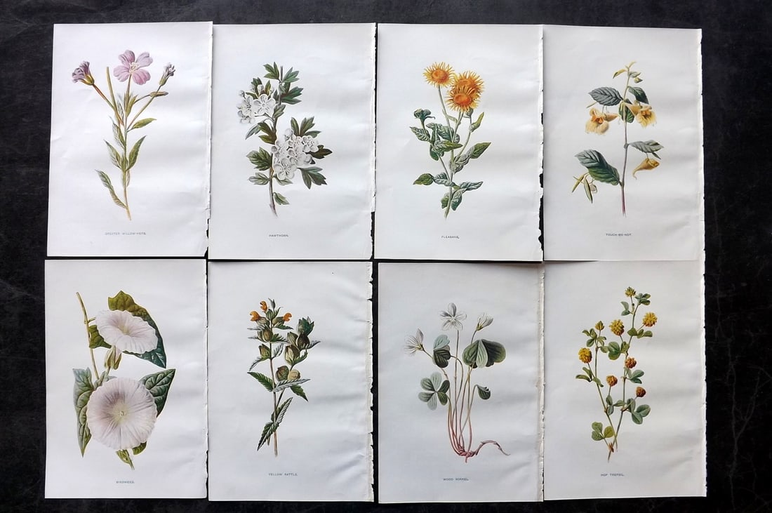 Hulme, Edward C1900 Lot of 8 Botanical Prints. Wild Flowers: Offset Lithographs Published C1900, London for "Familiar Wild Flowers" by F. Edward Hulme & Shirley Hibberd. Paper Size: 7.5 x 5 inch (19 x 13cm) Good Condition