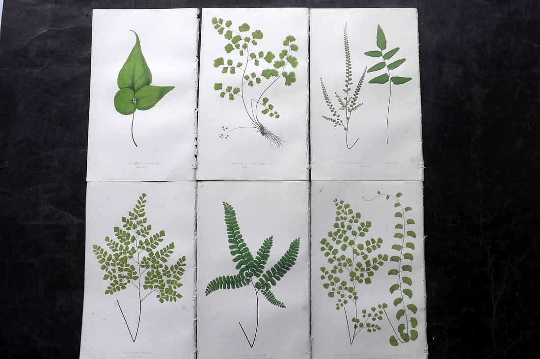 Lowe, Edward 1850's Lot of 6 Antique Fern Prints: Woodblocks Published 1856-60 by Groombridge and Sons, London for "Ferns: British and Exotic" by Edward Lowe. Illustrated by A.F. Lydon. Printed by Benjamin Fawcett. Paper Size: 10 x 6 inch (25 x 15cm)