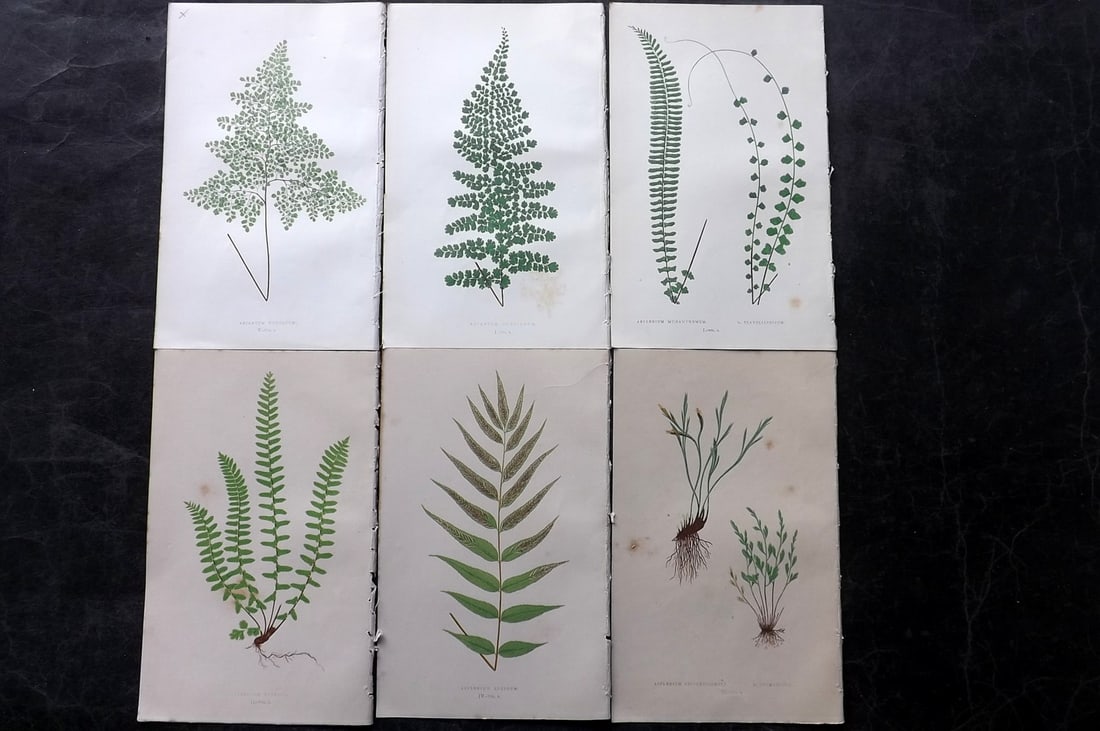 Lowe, Edward 1850's Lot of 6 Antique Fern Prints: Woodblocks Published 1856-60 by Groombridge and Sons, London for "Ferns: British and Exotic" by Edward Lowe. Illustrated by A.F. Lydon. Printed by Benjamin Fawcett. Paper Size: 10 x 6 inch (25 x 15cm)