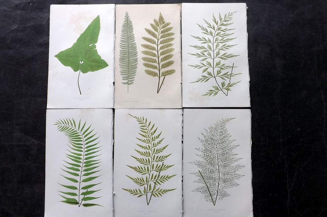 Lowe, Edward 1850's Lot of 6 Antique Fern Prints: Woodblocks Published 1856-60 by Groombridge and Sons, London for "Ferns: British and Exotic" by Edward Lowe. Illustrated by A.F. Lydon. Printed by Benjamin Fawcett. Paper Size: 10 x 6 inch (25 x 15cm)