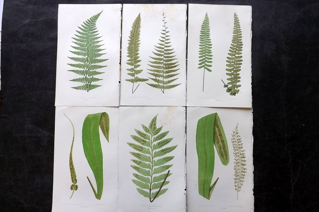 Lowe, Edward 1850's Lot of 6 Antique Fern Prints: Woodblocks Published 1856-60 by Groombridge and Sons, London for "Ferns: British and Exotic" by Edward Lowe. Illustrated by A.F. Lydon. Printed by Benjamin Fawcett. Paper Size: 10 x 6 inch (25 x 15cm)
