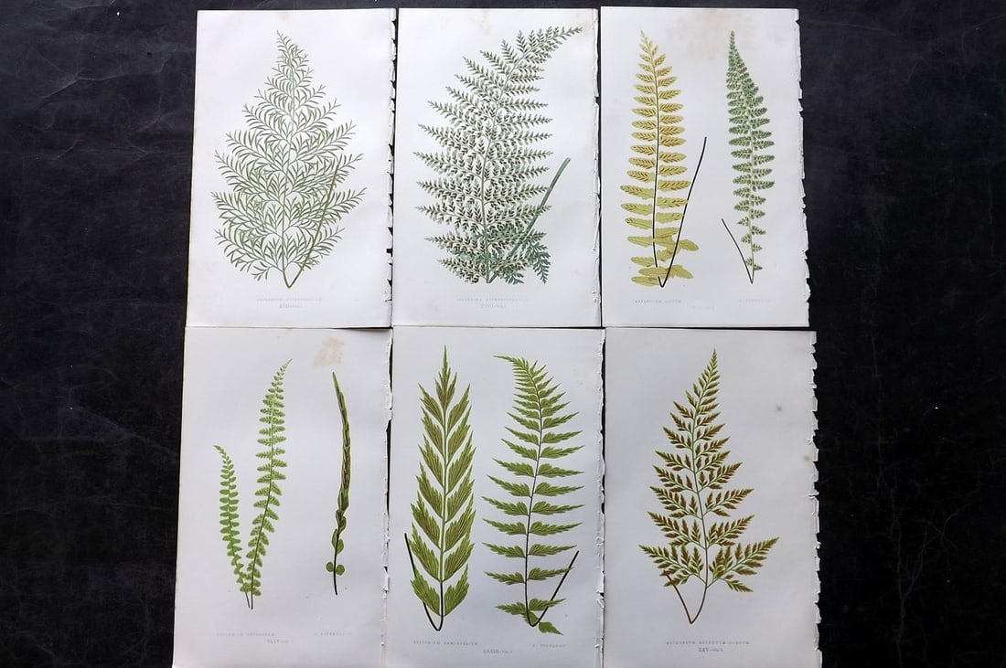 Lowe, Edward 1850's Lot of 6 Antique Fern Prints: Woodblocks Published 1856-60 by Groombridge and Sons, London for "Ferns: British and Exotic" by Edward Lowe. Illustrated by A.F. Lydon. Printed by Benjamin Fawcett. Paper Size: 10 x 6 inch (25 x 15cm)