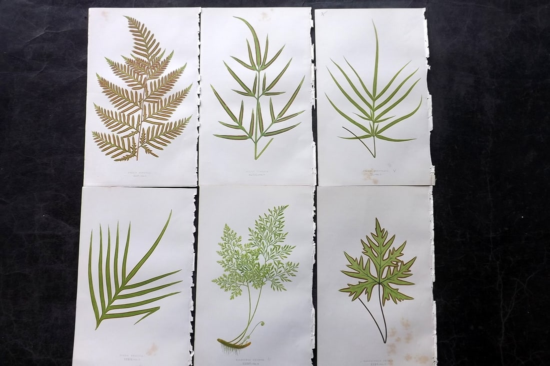 Lowe, Edward 1850's Lot of 6 Antique Fern Prints: Woodblocks Published 1856-60 by Groombridge and Sons, London for "Ferns: British and Exotic" by Edward Lowe. Illustrated by A.F. Lydon. Printed by Benjamin Fawcett. Paper Size: 10 x 6 inch (25 x 15cm)