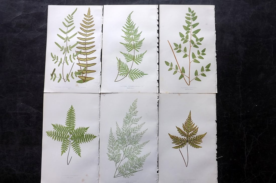 Lowe, Edward 1850's Lot of 6 Antique Fern Prints: Woodblocks Published 1856-60 by Groombridge and Sons, London for "Ferns: British and Exotic" by Edward Lowe. Illustrated by A.F. Lydon. Printed by Benjamin Fawcett. Paper Size: 10 x 6 inch (25 x 15cm)