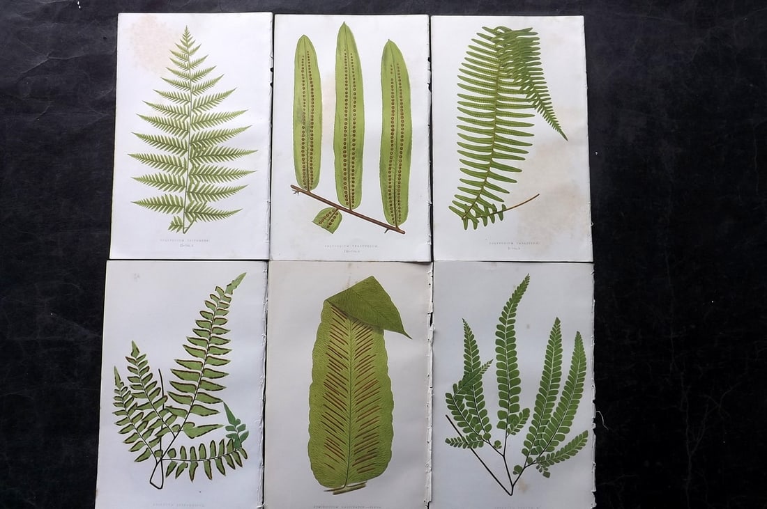 Lowe, Edward 1850's Lot of 6 Antique Fern Prints: Woodblocks Published 1856-60 by Groombridge and Sons, London for "Ferns: British and Exotic" by Edward Lowe. Illustrated by A.F. Lydon. Printed by Benjamin Fawcett. Paper Size: 10 x 6 inch (25 x 15cm)