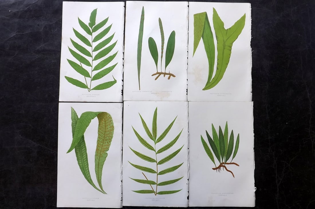 Lowe, Edward 1850's Lot of 6 Antique Fern Prints: Woodblocks Published 1856-60 by Groombridge and Sons, London for "Ferns: British and Exotic" by Edward Lowe. Illustrated by A.F. Lydon. Printed by Benjamin Fawcett. Paper Size: 10 x 6 inch (25 x 15cm)