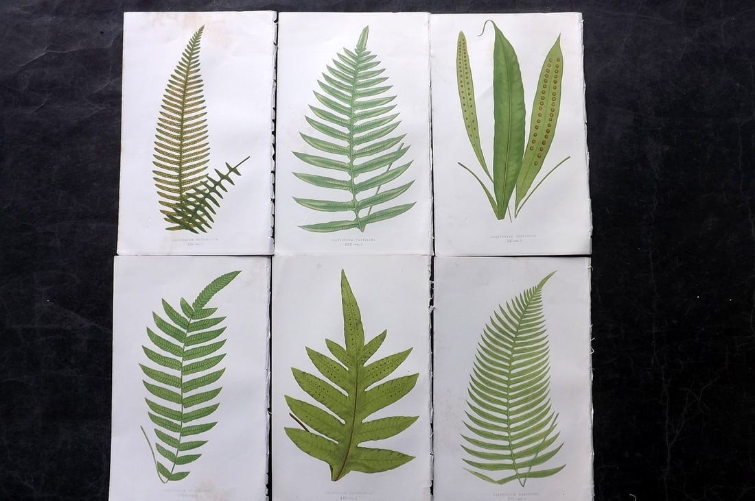 Lowe, Edward 1850's Lot of 6 Antique Fern Prints: Woodblocks Published 1856-60 by Groombridge and Sons, London for "Ferns: British and Exotic" by Edward Lowe. Illustrated by A.F. Lydon. Printed by Benjamin Fawcett. Paper Size: 10 x 6 inch (25 x 15cm)