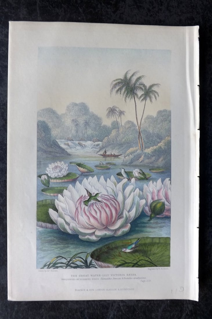 Pouchet, F. A. 1870 Hand Col Botanical Print. Great Water Lily Victoria Regia (1 of 1)
